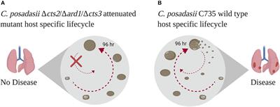 Defining Critical Genes During Spherule Remodeling and Endospore Development in the Fungal Pathogen, Coccidioides posadasii